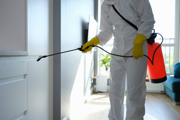 Best Residential Mold Removal  in Kahului, HI