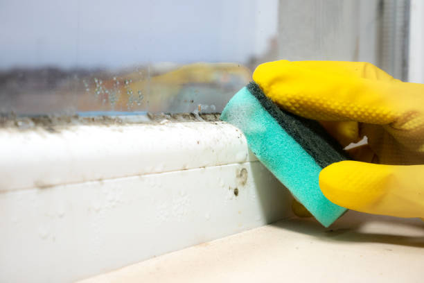 Best Toxic Mold Removal  in Kahului, HI