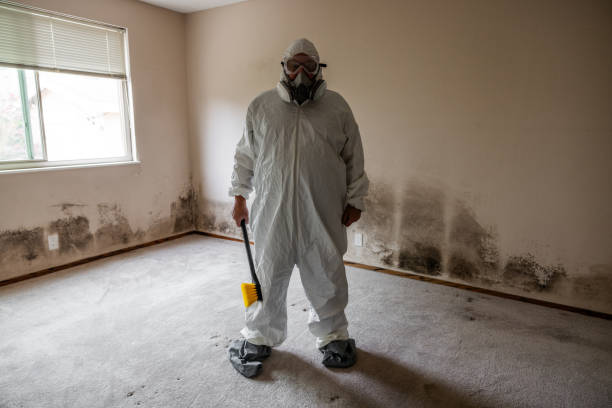 Trusted Kahului, HI Mold Removal Experts