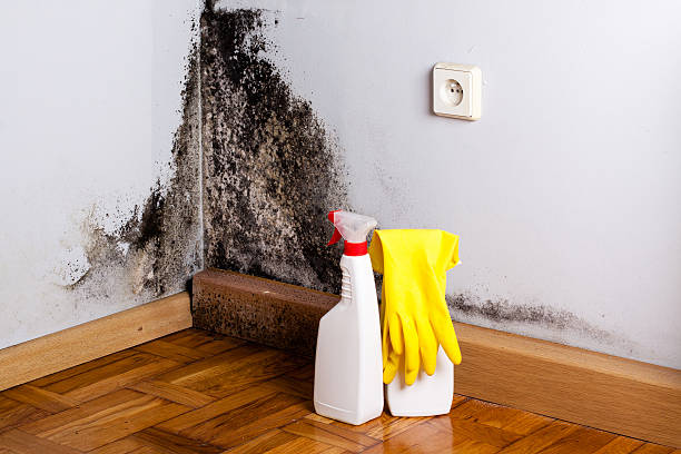 Best Local Mold Removal Service  in Kahului, HI